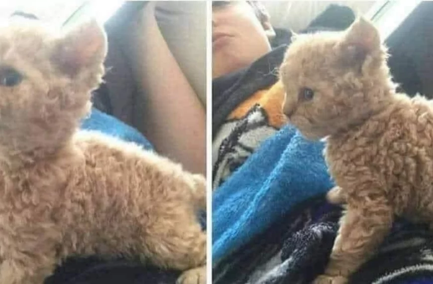 Ik had geen idee dat &lsquo;poedel-katten&rsquo; bestonden, en nu wil ik er zo graag eentje!