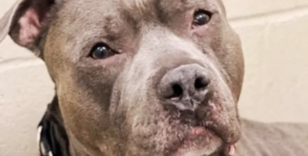 hond verliest de hoop, &ldquo;huilt eindeloos&rdquo; na 260 dagen in het asiel &ndash; op zoek naar een perfect nieuw huis
