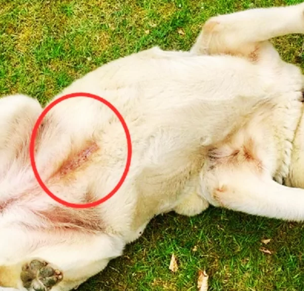 een van de honden in het asiel waar ik van hield had een blauwe ‘tatoeage-achtige’ lijn.