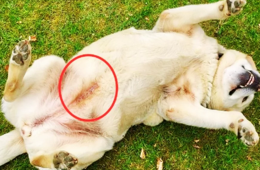 een van de honden in het asiel waar ik van hield had een blauwe &lsquo;tatoeage-achtige&rsquo; lijn.