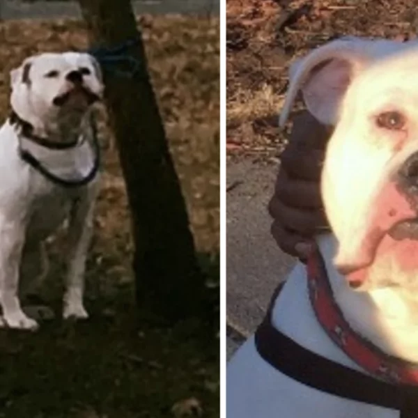 VIDEO 🎥 | Vrouw vindt hond vastgebonden in ijskoud park – nadert en ziet mysterieus briefje op het gras naast hem…