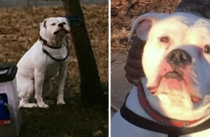 VIDEO 🎥 | Vrouw vindt hond vastgebonden in ijskoud park – nadert en ziet mysterieus briefje op het gras naast hem…