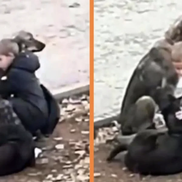Jongetje stopt om zwerfhonden te knuffelen: &acute;Hij dacht dat niemand hem in de gaten had&acute;