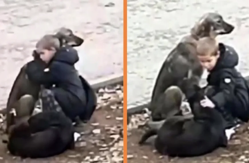 Jongetje stopt om zwerfhonden te knuffelen: &acute;Hij dacht dat niemand hem in de gaten had&acute;