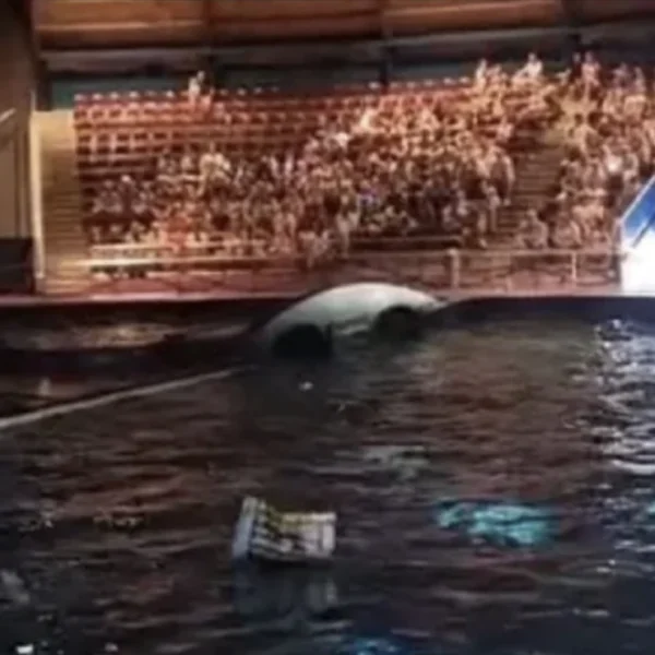 Grote paniek in Dolfinarium: show direct stilgelegd