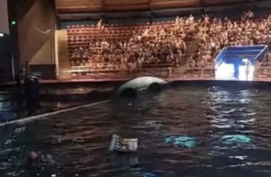 Grote paniek in Dolfinarium: show direct stilgelegd
