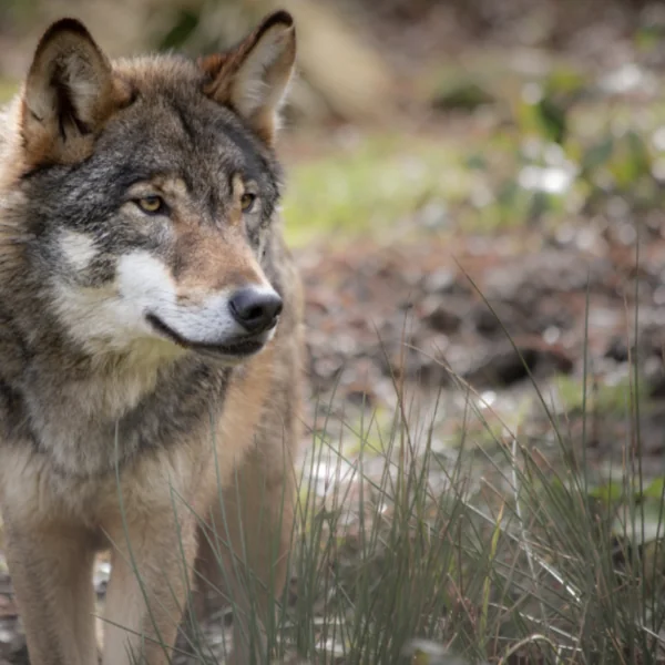 Onderzoek onthult: Het afschieten van wolven zal juist leiden tot m&eacute;&eacute;r wolvenaanvallen