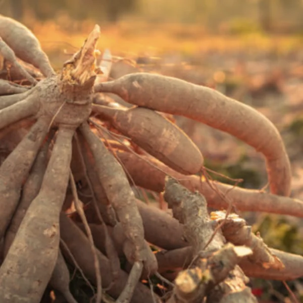 &rsquo;s Werelds &lsquo;dodelijkste voedsel&rsquo; doodt jaarlijks 200 mensen