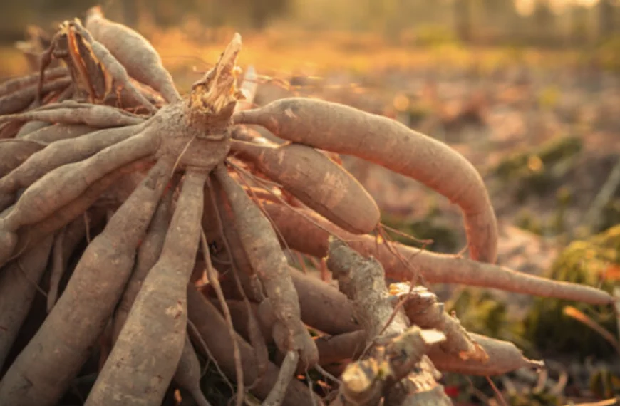 ’s Werelds ‘dodelijkste voedsel’ doodt jaarlijks 200 mensen