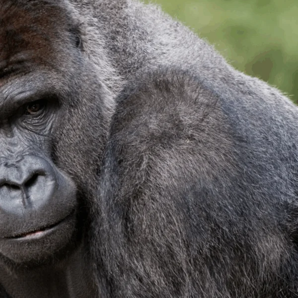 Gorilla&rsquo;s in dierentuin geven bezoekers even lesje over de koetjes en de kalfjes