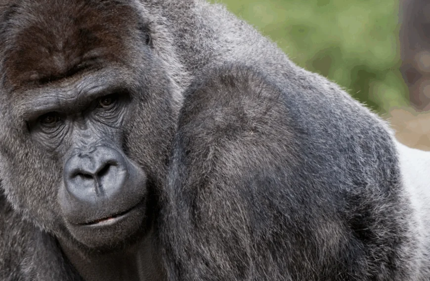 Gorilla&rsquo;s in dierentuin geven bezoekers even lesje over de koetjes en de kalfjes