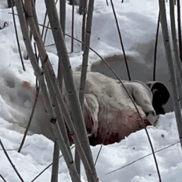 Weggegooid als afval: Waarom Taho&rsquo;s tragische reis eindigde in liefdesverdriet