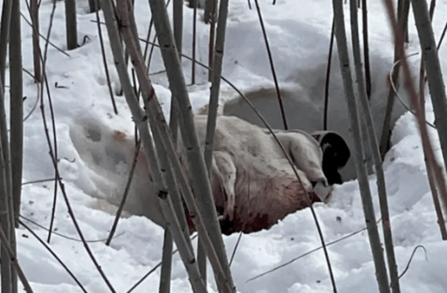 Weggegooid als afval: Waarom Taho&rsquo;s tragische reis eindigde in liefdesverdriet