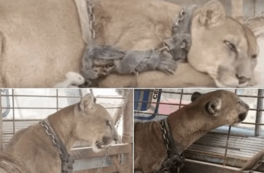 Circusleeuw was 20 jaar lang opgesloten, kijk zijn reactie als hij wordt vrijgelaten