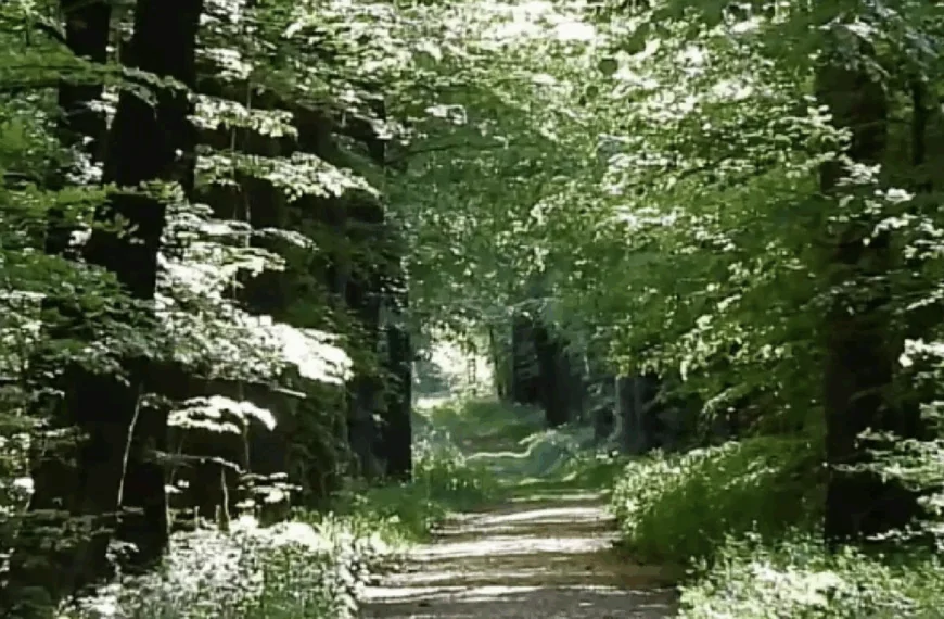 Vreselijk nieuws: Vrouw en klein kindje in het bos gevonden