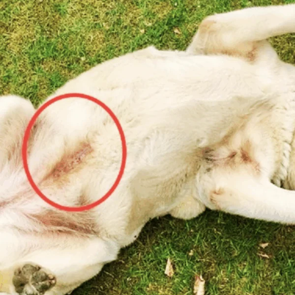 Hond in het asiel heeft bizarre blauwe tatoe-achtige lijn – wat betekent het?