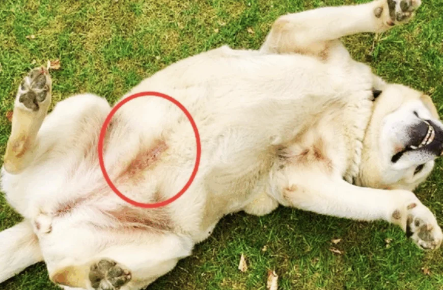 Hond in het asiel heeft bizarre blauwe tatoe-achtige lijn – wat betekent het?