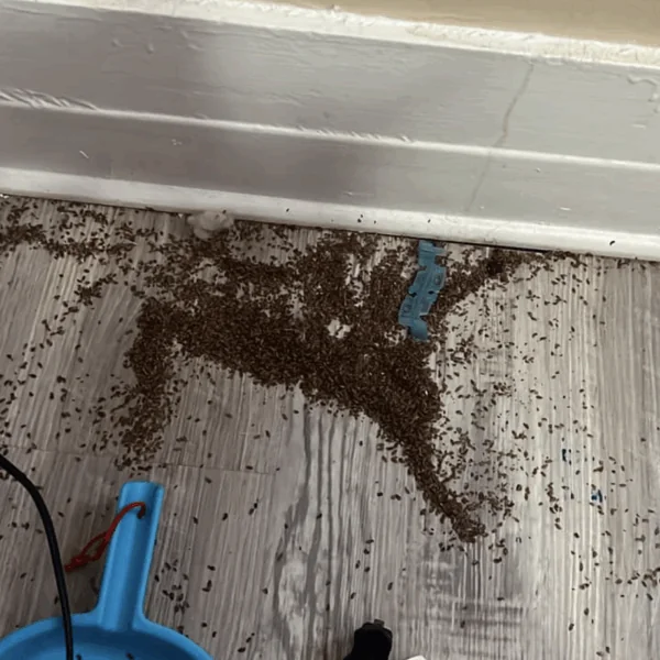 Moeder vraagt jullie hulp na vondst van kleine bruine stukjes in slaapkamer dochter