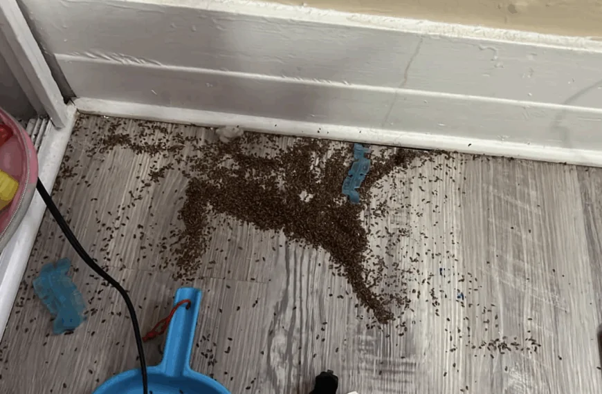 Moeder vraagt jullie hulp na vondst van kleine bruine stukjes in slaapkamer dochter