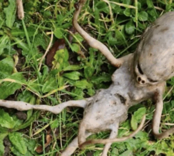 Buur vindt alienachtig wezen in tuin en internet krabt zich in de haren over wat het is