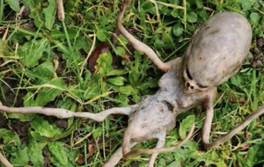 Buur vindt alienachtig wezen in tuin en internet krabt zich in de haren over wat het is