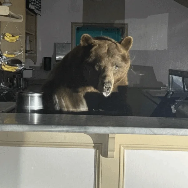 Ook beren hebben al eens zin in een ijsje: &ldquo;Zowat de hele inventaris moest eraan geloven&rdquo;