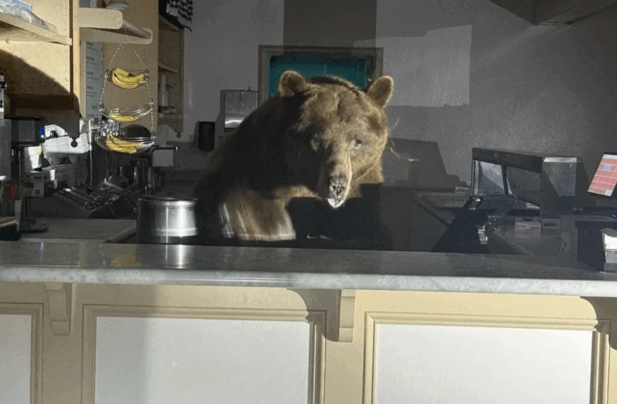 Ook beren hebben al eens zin in een ijsje: &ldquo;Zowat de hele inventaris moest eraan geloven&rdquo;