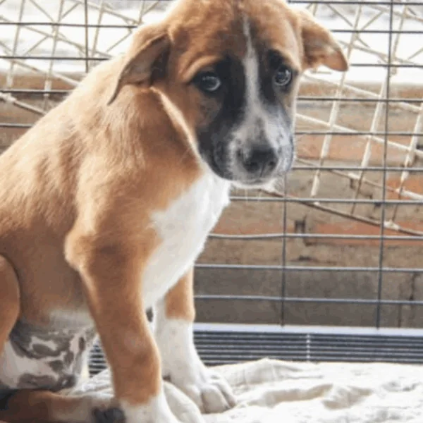 Puppy wordt 7 keer teruggebracht naar asiel &ndash; dan beseft personeel wat er aan de hand is