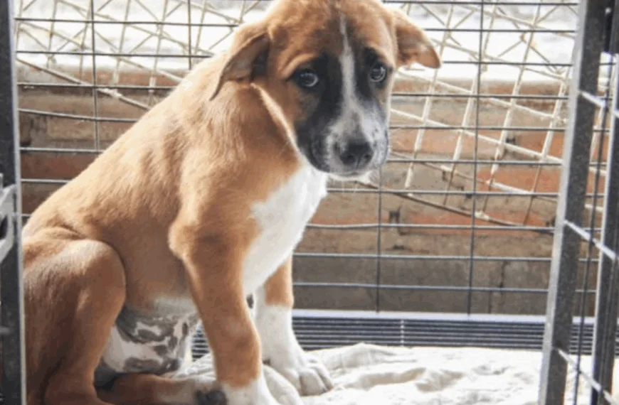 Puppy wordt 7 keer teruggebracht naar asiel &ndash; dan beseft personeel wat er aan de hand is