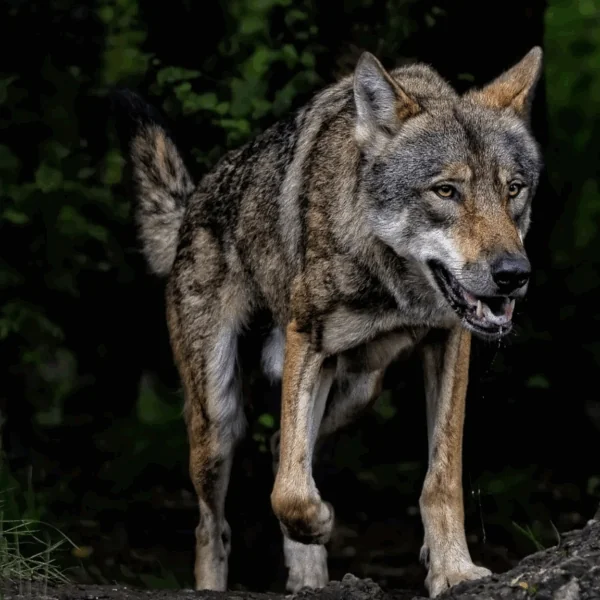 Schrikbarende nieuwe cijfers: Zoveel wolven leven er nu in Nederland