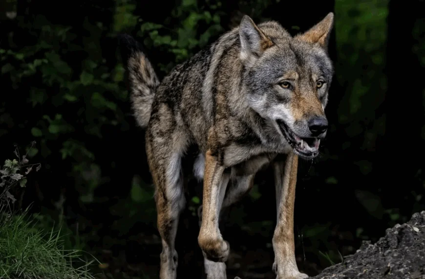 Schrikbarende nieuwe cijfers: Zoveel wolven leven er nu in Nederland