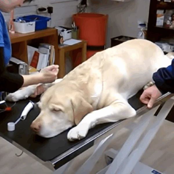 Verdrietige dierenarts doet onthulling: dit is wat huisdieren doen net voordat ze inslapen