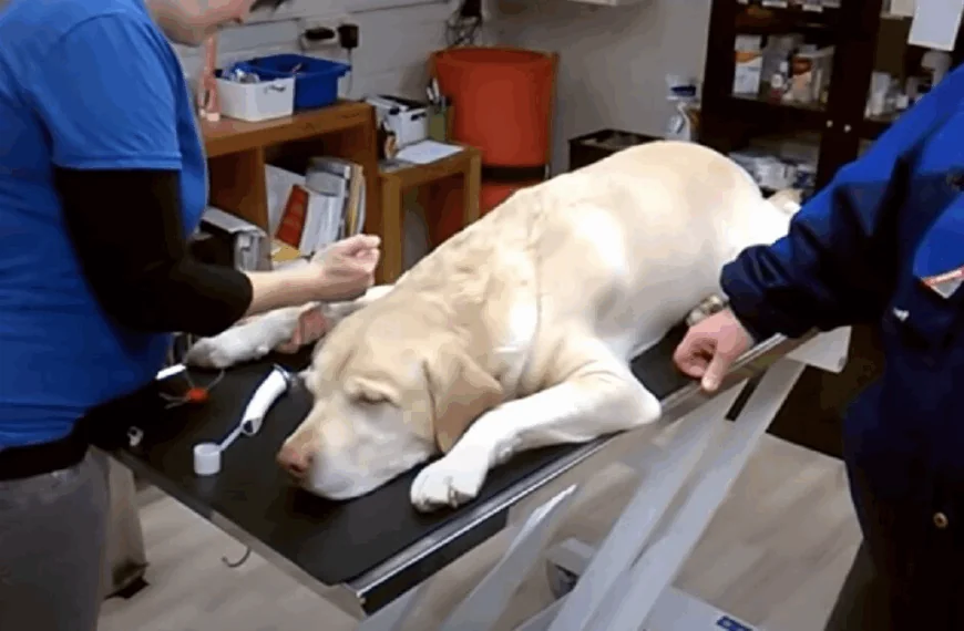 Verdrietige dierenarts doet onthulling: dit is wat huisdieren doen net voordat ze inslapen