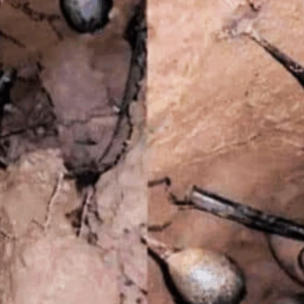 Ik was aan het graven in het bos toen ik een nest tegenkwam. Mijn vrienden zeiden dat ik onmiddellijk weg moest rennen