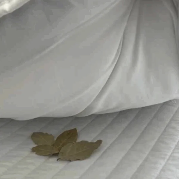 Een laurierblad onder het kussen leggen &ndash; dit zijn de voordelen