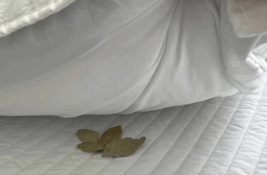 Een laurierblad onder het kussen leggen &ndash; dit zijn de voordelen