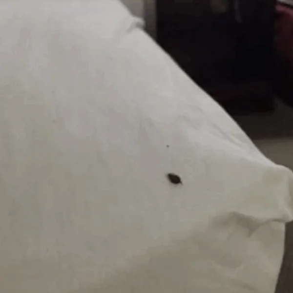 Als je dit binnenshuis vindt, moet je het volgende weten