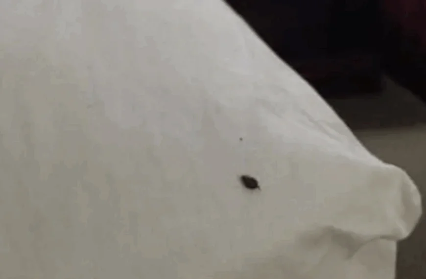 Als je dit binnenshuis vindt, moet je het volgende weten