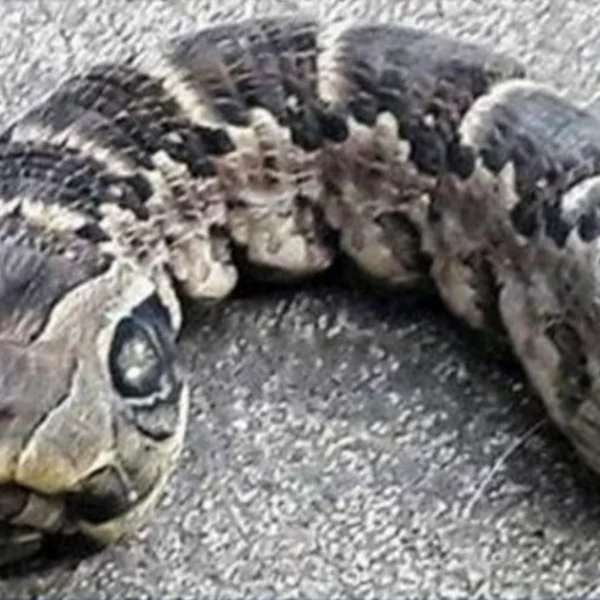 Vrouw ontdekt slangachtig monster &ndash; je gelooft nooit wat het echt is!