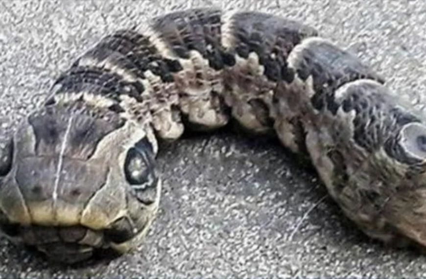 Vrouw ontdekt slangachtig monster &ndash; je gelooft nooit wat het echt is!