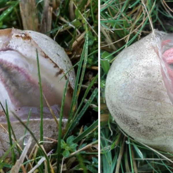 Een jongen vindt een gebroken ei in de tuin. Na een paar seconden hapte iedereen naar adem bij wat eruit kwam