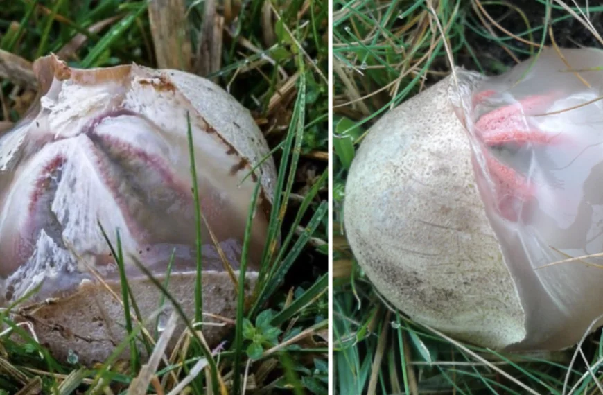 Een jongen vindt een gebroken ei in de tuin. Na een paar seconden hapte iedereen naar adem bij wat eruit kwam