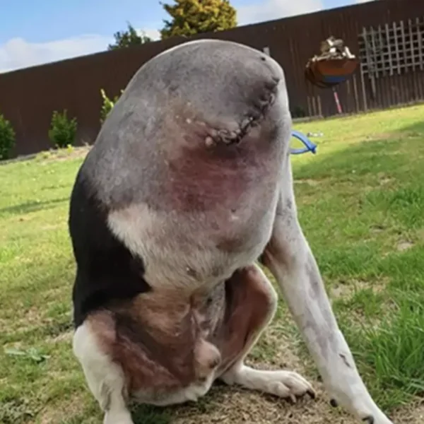 Verwarring heerst rond foto van &lsquo;hoofdloze&rsquo; hond: het verhaal ontrafeld!