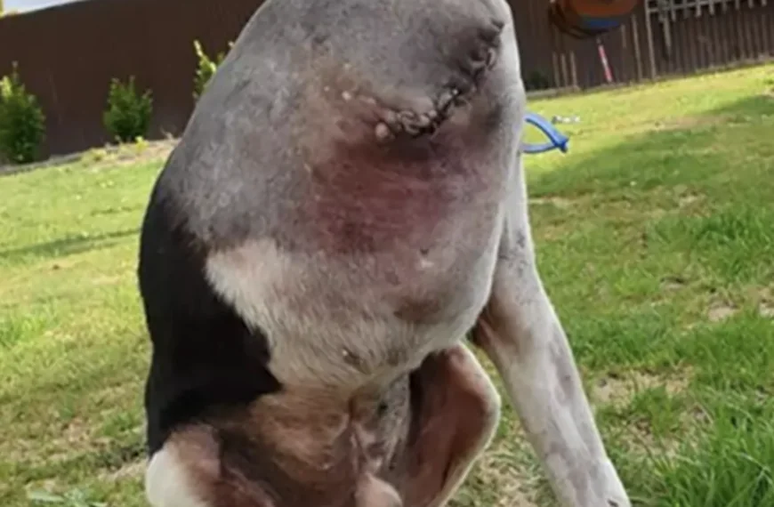 Verwarring heerst rond foto van &lsquo;hoofdloze&rsquo; hond: het verhaal ontrafeld!