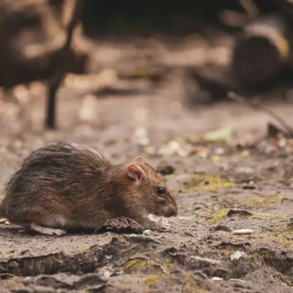 Twee landen melden nu veel besmettingen met hantavirus