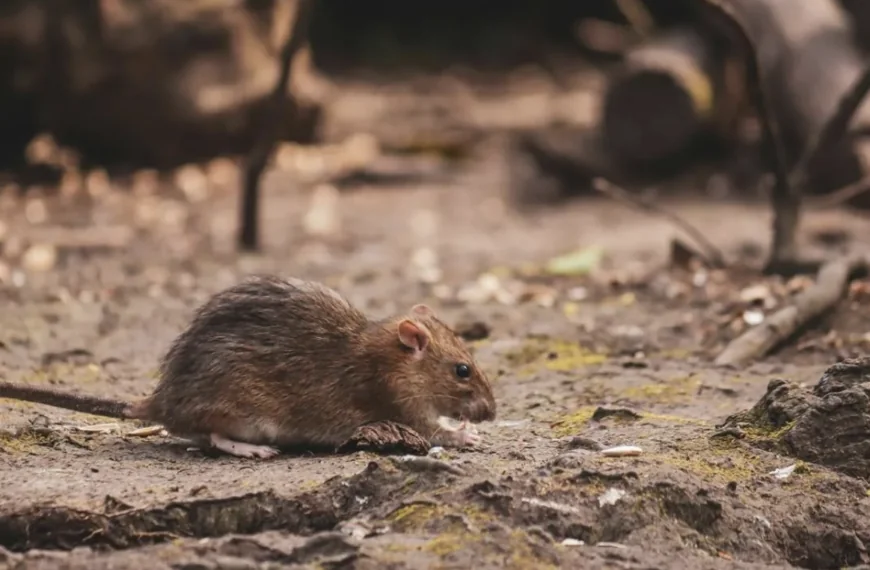 Twee landen melden nu veel besmettingen met hantavirus