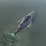 Verdrietig nieuws over walvis Timmy