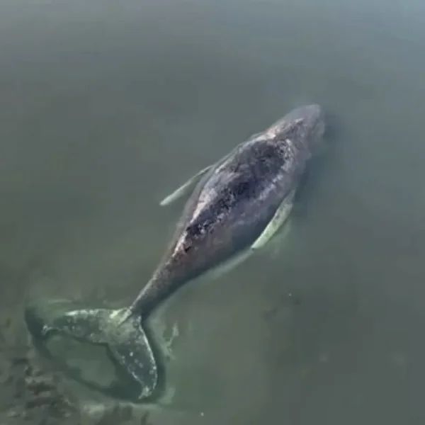 Verdrietig nieuws over walvis Timmy