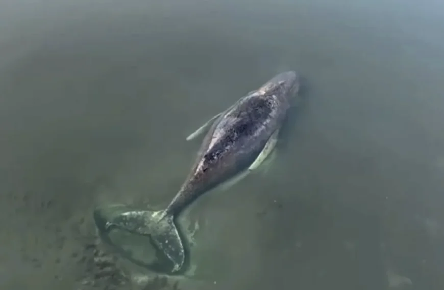 Verdrietig nieuws over walvis Timmy